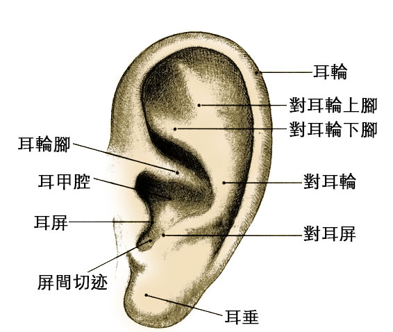 earpart